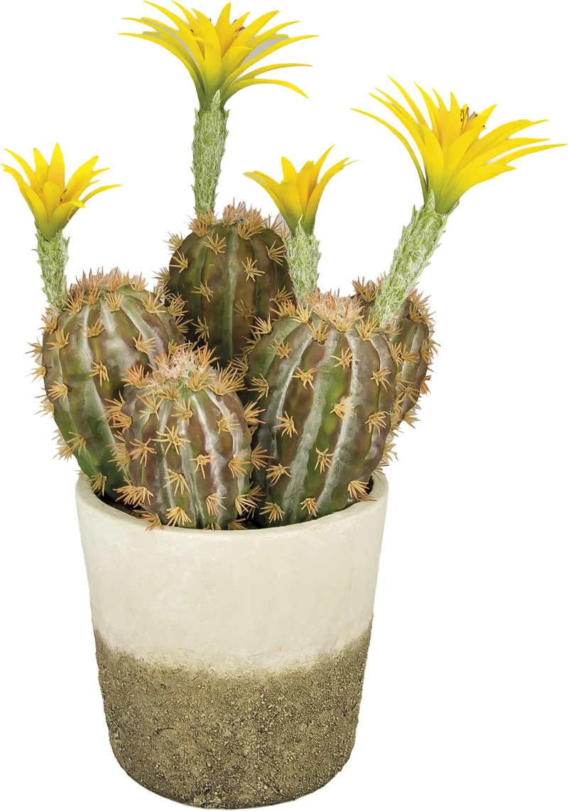 PIANTA CACTUS X4 CON FIORI H41 2COL. ASS. KLAMORE