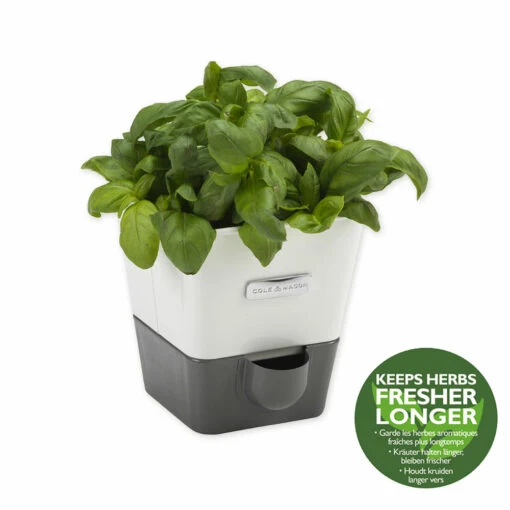 Vaso per erbe aromatiche autoirrigante - 1 pz.